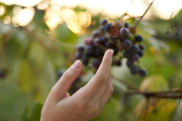 Vine of ripe grapes green leaves branches summer harvest female hand model