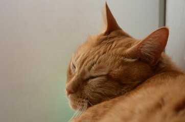 窓辺で眠るチャ猫