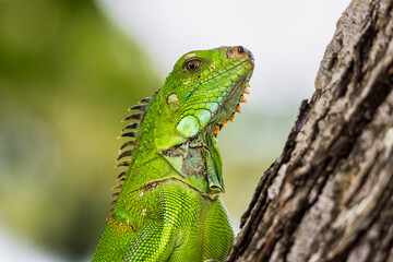 Green iguana also known as the American iguana is a lizard reptile in the genus Iguana in Fort de France, Martinique