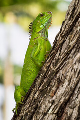 Green iguana also known as the American iguana is a lizard reptile in the genus Iguana in Fort de...