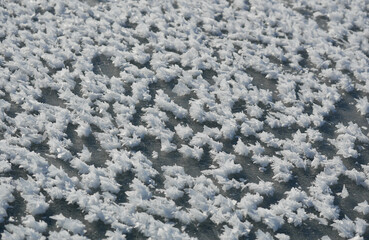 Frost flowers on a frozen lake