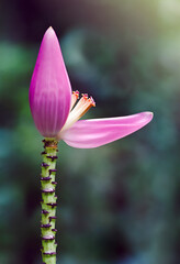 close-up of a pink banana flower with sun glare with natural blurred background