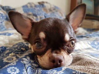 Little Chihuahua puppy lies on the couch