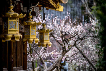 Fototapeta premium 和