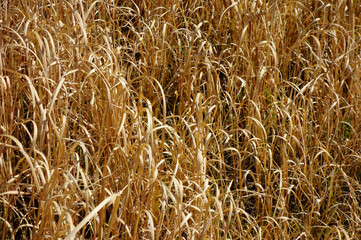 北風に吹かれて、大河岸の土手に繫殖する枯れた草模様