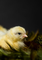 Yellow Sulmtaler chicks in feather nest isolated on gray studio backdrop