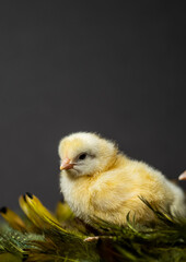 Yellow Sulmtaler chick in feather nest isolated on gray studio backdrop