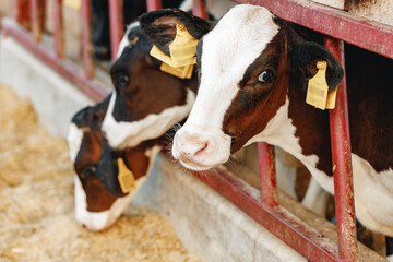 Cows standing in a stall and eating hay