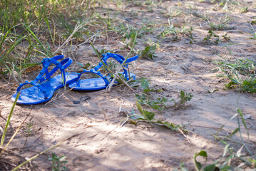 Fototapeta premium forget me not flowers