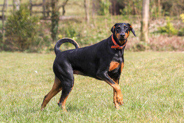 Doberman