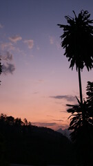 Fototapeta premium sunset and tree