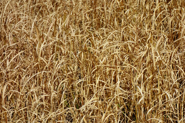 北風に吹かれて、大河岸の土手に繫殖する枯れた草模様