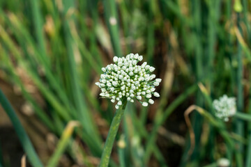 Onion Has Flower Buds ready for pollination and seed production