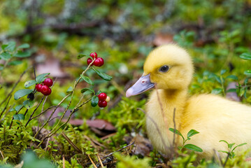 cute little yellow duckling are walking on the green grass in spring forest. easter young duckling concept. wildlife