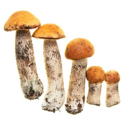 forest mushrooms against white background