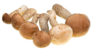 forest mushrooms against white background