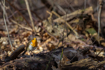 Red robin on forest tree trunk in sunlight. copy space