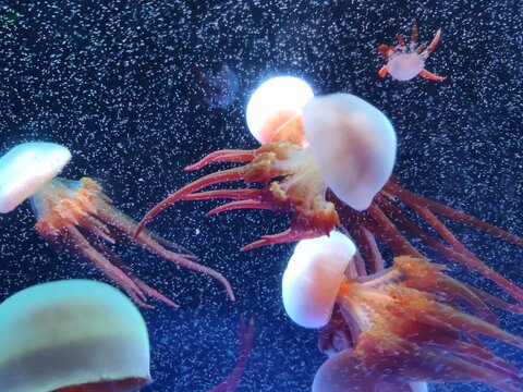 Jellyfish