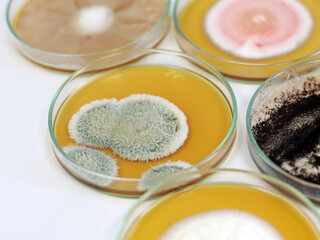 Malt Extract Agar in Petri dish use for growth media to isolate cultivate yeasts, molds and fungal testing clinical samples, medical health laboratory analysis disease. Isolated in white background.