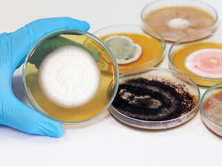 Malt Extract Agar in Petri dish use for growth media to isolate and cultivate yeasts, molds and...