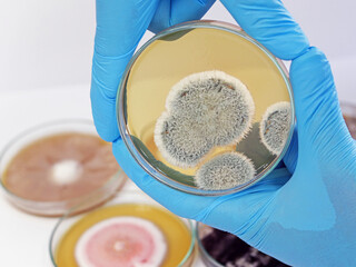 The doctor is holding Petri dish with Malt Extract Agar  (MEA) use for growth media to isolate and cultivate yeasts, molds and fungal Penicillium testing in medical health laboratory analysis disease.