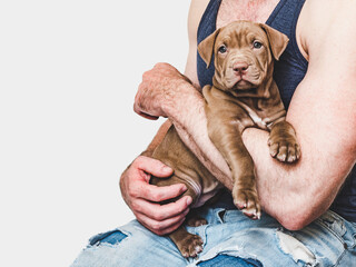 Young, charming puppy in the hands of a caring owner. Close-up, white isolated background. Studio...