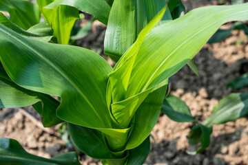 The green maize tree can be grown directly under the leafless