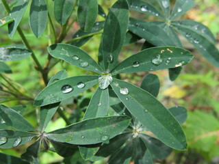 water drops on some leaves in the ski area of Sun Peaks, British Columbia, Canada, August