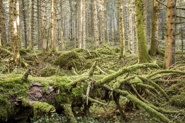green moss over an old pine tree inside the forest