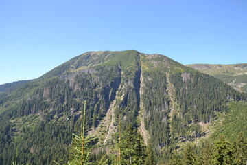landscape with trees and mountains