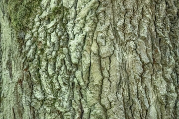 The texture of the oak tree growing in the forest.