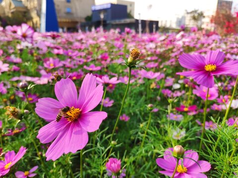 Pretty flowers