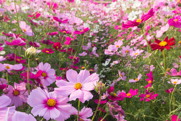 beautiful colorful cosmos in field. nature background.
