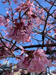 八重桜