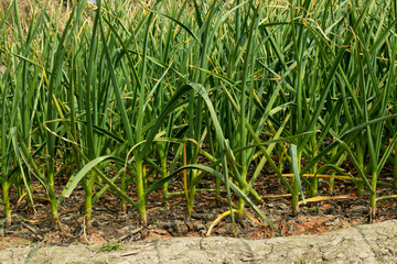 Garlic is a species in the onion genus and Garlic is loaded minerals