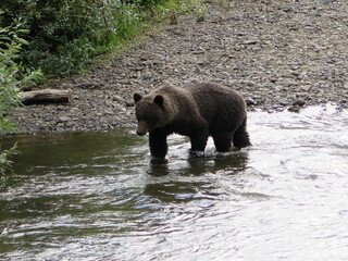 Naklejka na ściany i meble a grizzly bear walking through a river during the salmon run season, view from the Hannah Creek South Bridge in British Columbia, Canada, September