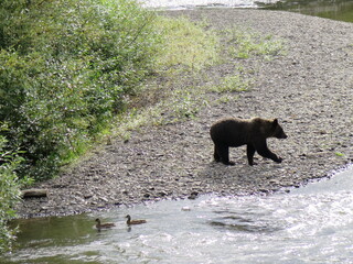 a grizzly bear walking along a river during the salmon run season, view from the Hannah Creek South Bridge in British Columbia, Canada, September