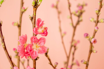Fototapeta na wymiar ピンクを背景にした花桃の花
