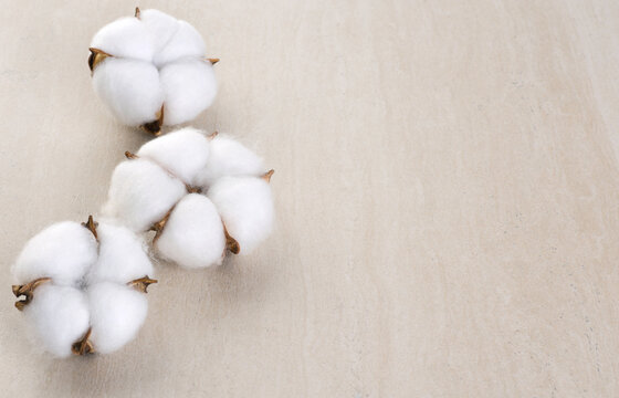 Cotton flowers on a light background.
