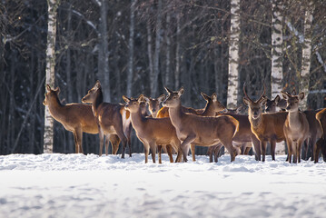 Herd of wild Red deer in winter forest. wildlife, Protection of Nature. Raising deer in their natural environment.