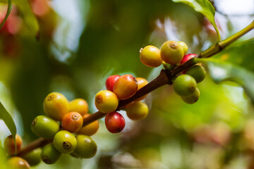 Coffee beans on coffee green leaves on wooden background, Fresh coffee beans on wooden background