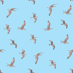 Seamless pattern with young herring seagull in flight. young polar seagull as pattrern isolated on white