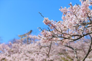 石巻・日和山公園の桜と神社の鳥居　（宮城県石巻市）