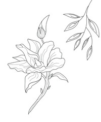 Botanical flower. Minimal  natural botanical flower art. Vector illustration. Black and white botanical flower poster, card
