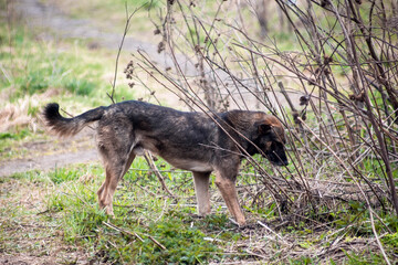 stray dog on the street in spring