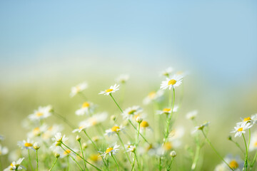 chamomile field on a blurry background of blue sky