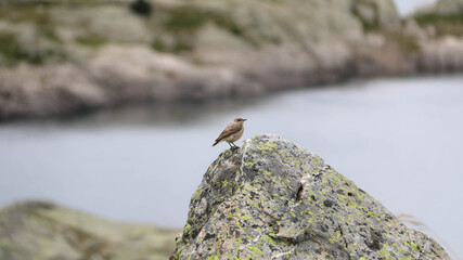 Randonnée dans les Pyrénées 