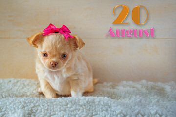 Children's calendar with a funny puppy August 20.