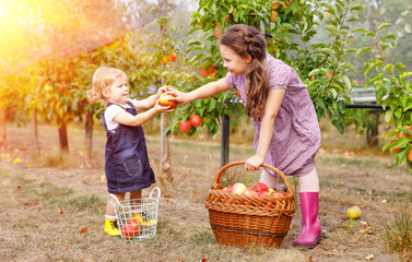 Portrait two siblings girls, little toddler and kid with red apples in organic orchard. Happy...