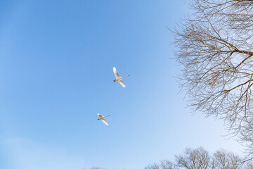 Migratory bird. Three white swans are flying in the blue sky. Return from wintering. Fly south. Nature landscape. Hunting season for animals and birds. Spring time. Environmental protection. Wildlife
